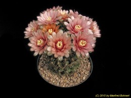 Gymnocalycium quehlianum 91